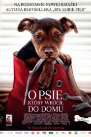 O psie, który wrócił do domu Cały Film – Online – Gdzie Obejrzeć?